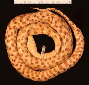 Media type: image;   Herpetology R-53938